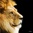 lion.jpg
