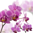 orchidee_violette.jpg